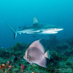 See Lemon sharks and Angelfish while SCUBA diving