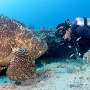Captain Alex Edwards and a goliath grouper named Shadow