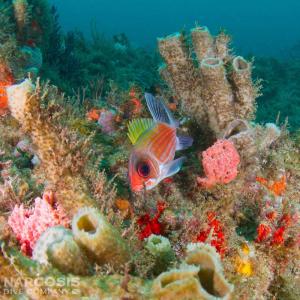Squirrelfish and coral reef in Florida