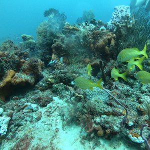 West Palm Beach scuba diving conditions on August 15, 2019
