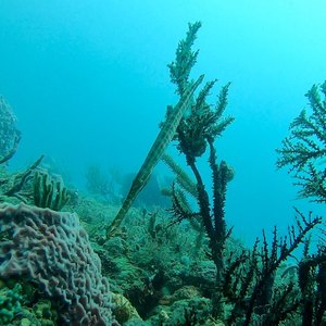 West Palm Beach scuba diving conditions on October 10, 2019