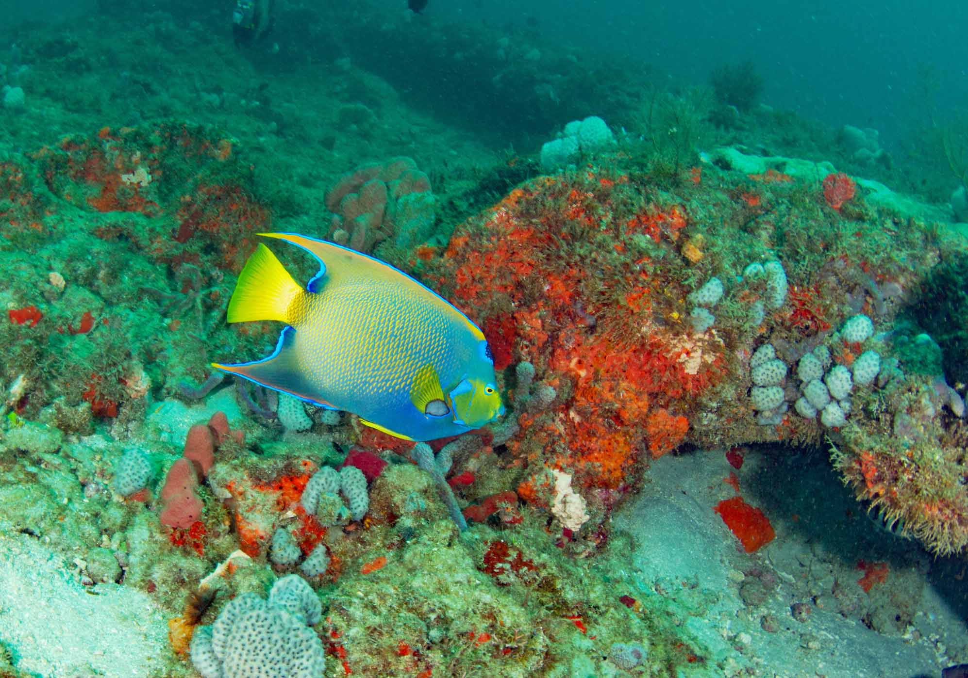 Photos - SCUBA Diving Florida | Narcosis Dive Company