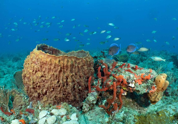 Grunts Tangs Sponge Reefscape