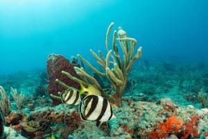 Beautiful Reefs and Butterflyfish in Florida